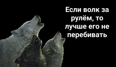 Пацанская народная мудрость\" и цитаты про волков (35 картинок) » Триникси