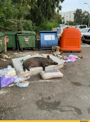 В Барнауле сгорела мусорка, на которую жаловались жильцы - Толк 30.09.2023