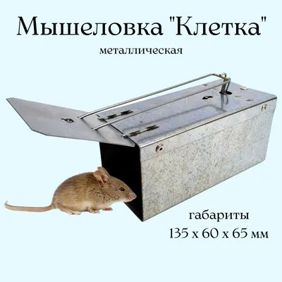 Мышеловка, крысоловка деревянная, 1 комплекте 2 шт купить по низким ценам в  интернет-магазине Uzum