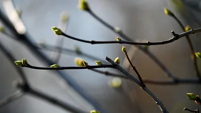 Начало Весны-2019 (Галина Валяева Рогожина) / Стихи.ру