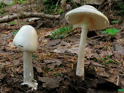 [81+] Название грибов и картинки обои
