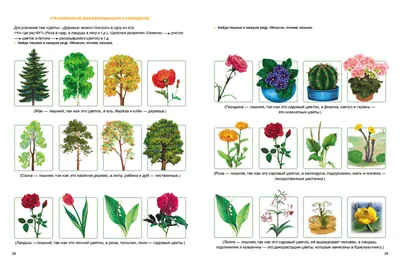 Комнатные растения приносящие богатство – денежные деревья - Блог The Plant