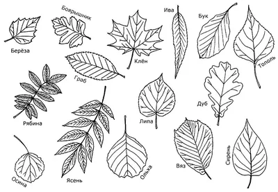 Раскраски деревьев, Раскраска Названия листьев деревьев листья.