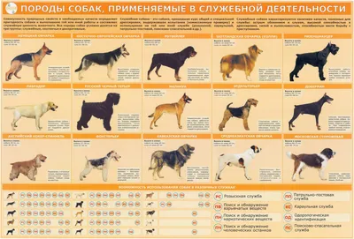 Породы маленьких собак с фото и названиями | «Дай Лапу»