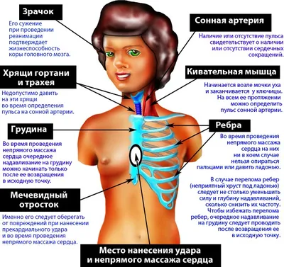 Основы техники проведения реанимационных мероприятий / Статья на сайте  Волынской больницы от 2 апреля 2016 г.