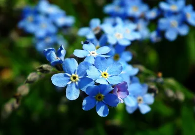 Милые, нежные незабудки. Мои фото. Natali Pankova. | Beautiful flowers,  Flowers, White flowering shrubs