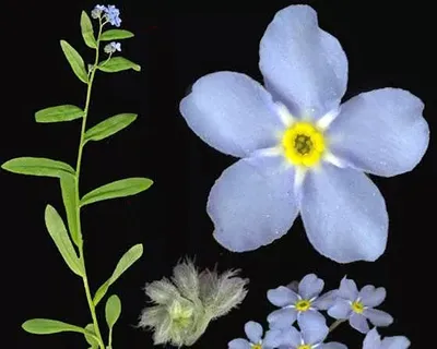 Красивая Forget-Me-Not (Незабудка) Цветы На Белом Фоне Фотография,  картинки, изображения и сток-фотография без роялти. Image 35347953