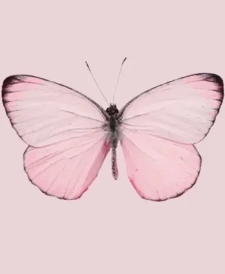 [65+] Нежно розовые бабочки картинки обои