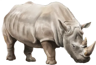 Носорог рисунок детский (52 фото) » рисунки для срисовки на Газ-квас.ком