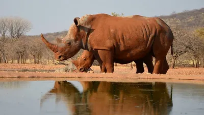 Сафари - носорог - иллюстрация для детей Иллюстрация штока - иллюстрации  насчитывающей портрет, млекопитающее: 36332421