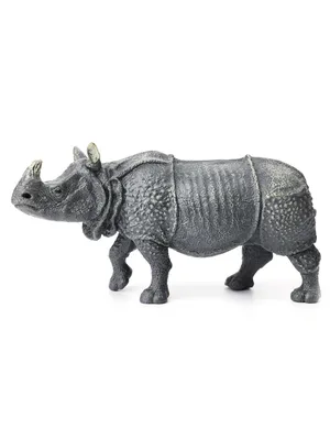 15 интересных фактов о северном белом носороге
