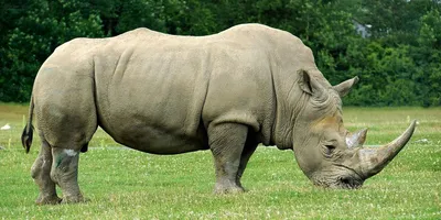 Сафари - носорог - иллюстрация для детей Иллюстрация штока - иллюстрации  насчитывающей портрет, млекопитающее: 36332421