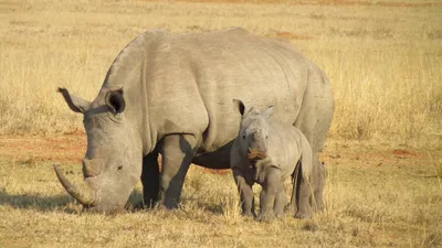 Белый носорог купить в Чите Фигурки в интернет-магазине Чита.дети (9323830)