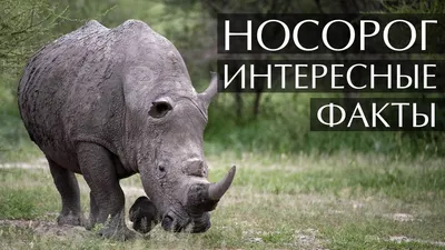 Встреча носорога и слона: кто победит | Тимон против Пумбы | Дзен