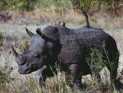 Раскраска носорог для детей | Премиум векторы