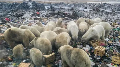 Полярная ночь, ракеты и белые медведи. Куда отправили служить помощника  Навального - BBC News Русская служба