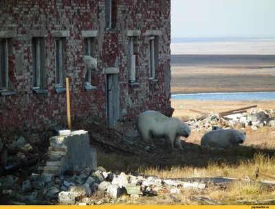 Остров Новая земля. На поиски \"Кузькиной матери\" / Russia. Archipelag  Novaya Zemlya / Мыс Желания - YouTube