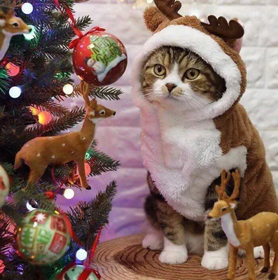 Новогодние коты | Christmas cats, Matching christmas pfp friends, Silly cats