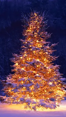 Pin by Nursulu Naurizbaeva on iPhone 5s | Christmas tree wallpaper, Hanging  christmas lights, Outdoor christmas
