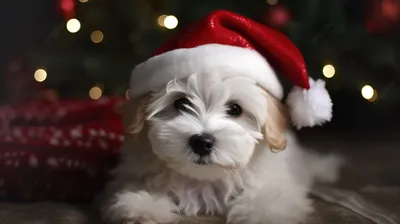 маленький белый щенок в новогодней шапке, милая собачка новогодняя  картинка, собака, домашний питомец фон картинки и Фото для бесплатной  загрузки