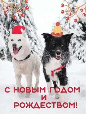 Собачки на новогодних открытках разного времени