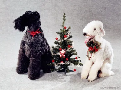 Новогодние фотографии и открытки с собаками. Фото 2603 | Тематическая  галерея на Sobaki.pro