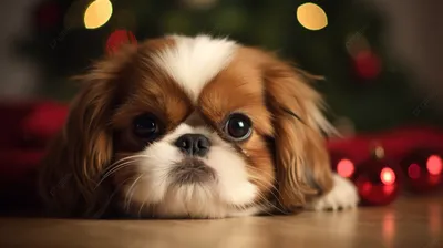 маленькая собака смотрит вдаль возле елки, милая собачка новогодняя  картинка фон картинки и Фото для бесплатной загрузки