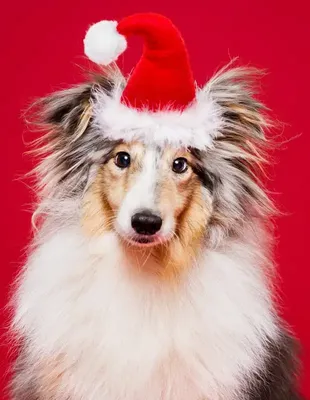 Новогодние фотографии и открытки с собаками. Фото 33453 | Тематическая  галерея на Sobaki.pro