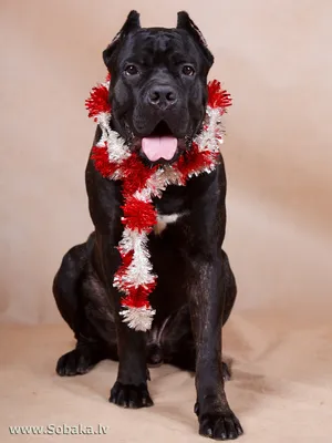Новогодние фотографии и открытки с собаками. Фото 72082 | Тематическая  галерея на Sobaka.lv