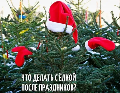 Гид по празднику: новогодние елки Томска - Город - Томский Обзор – новости  в Томске сегодня