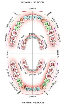 [79+] Нумерация зубов в стоматологии в картинках обои