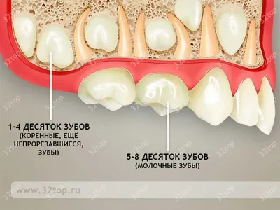 Зубная формула взрослого человека и у детей