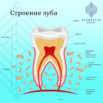 Нумерация зубов в стоматологии. Сегменты челюсти.