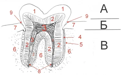 Строение зуба человека, зубы верхней челюсти