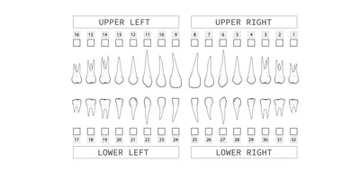 Нумерация зубов в стоматологии - схема нумерации зубов у взрослых и детей