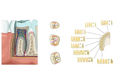 Какие зубы есть у взрослого, но их нет у ребенка? | Стоматология  Smile-at-Once | Дзен