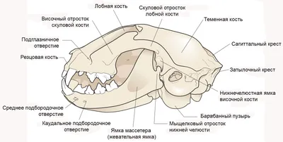 Полное протезирование на имплантах - стоимость полного протезирования на  имплантах в Киеве, цены на полное протезирование зубов имплантами в  Украине, в стоматологии - Дентал центр Липинский