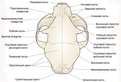 Хирургическая стоматология в Москве — цены на услуги