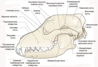 Использование 3D-моделирования в стоматологии - стоимость услуги Цифровые  технологии в стоматологии в Киеве, Использование 3D-моделирования в  стоматологии - цена в стоматологии lipinskii.com.ua