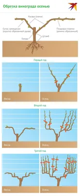 Обрезка винограда осенью для начинающих в картинках