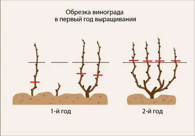 Обрезка винограда осенью для начинающих: как и когда правильно делать в  пошаговых картинках