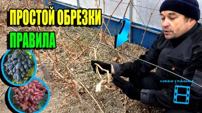 КАК ОБРЕЗАТЬ ВИНОГРАД ?! 1 -Й , 2-Й, 4-Й ГОД ВИНОГРАДНИКУ. РОЗЫГРЫШ ЯЩИКА  ВИНА!!!!! - YouTube