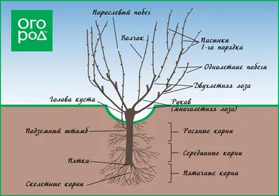 Укрытие винограда на зиму и правильная обрезка кустов кустов