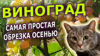 Как правильно обрезать виноград – подробная инструкция для новичков | В  саду (Огород.ru)