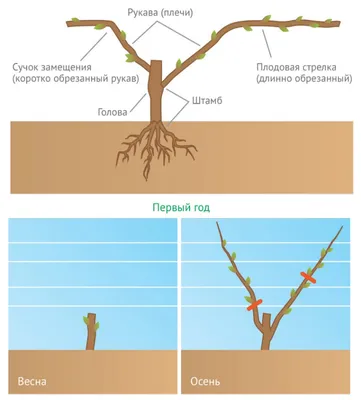 Обрезка винограда для начинающих: подробная инструкция