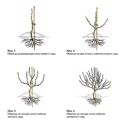 Обрезка винограда: пошаговое описание, схема, видео | Компания «Большая  земля»