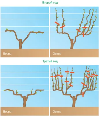 Укрытие винограда на зиму и правильная обрезка кустов кустов