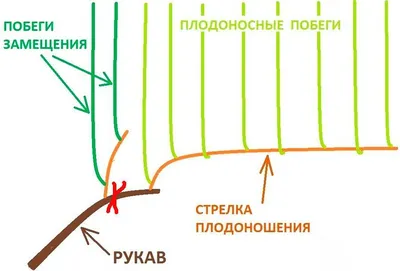 Как правильно обрезать виноград осенью. Инструкция для новичков