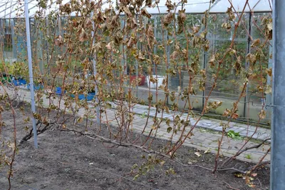 Обрезка винограда осенью для начинающих в картинках обои