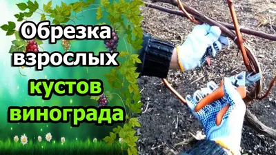 Обрезка винограда: пошаговое описание, схема, видео | Компания «Большая  земля»